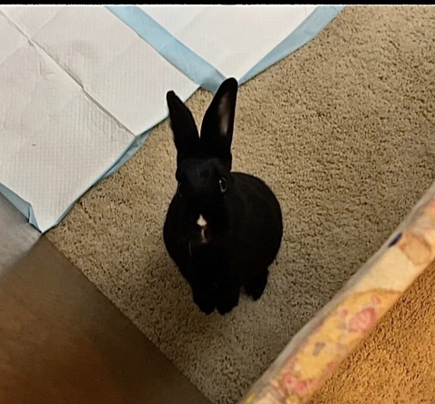 Rabbit Photo