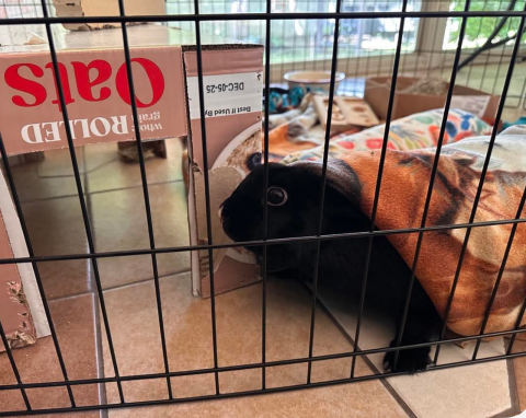 Rabbit Photo