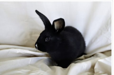 Rabbit Photo