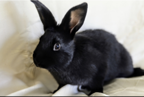 Rabbit Photo