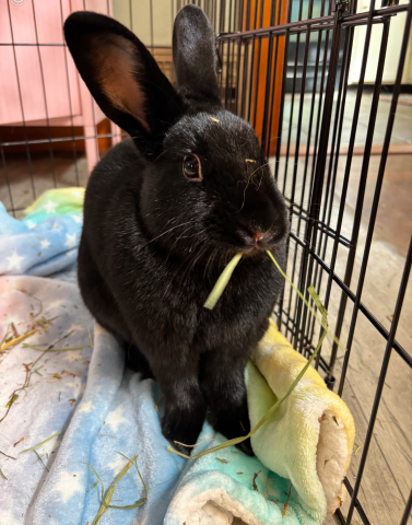 Rabbit Photo
