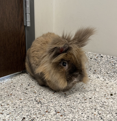 Fabio - Lionhead 