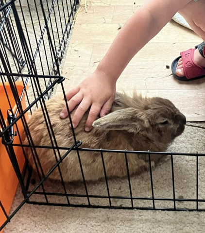 Flynn Rabbit Flynn is available for adoption!