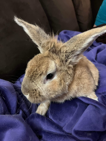 Flynn Rabbit Flynn is available for adoption!