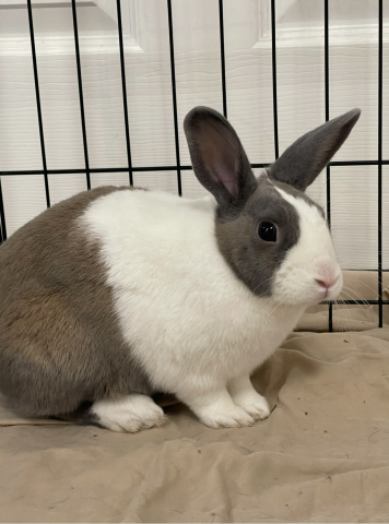 Rabbit Photo
