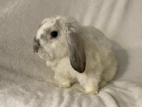 Rabbit Photo