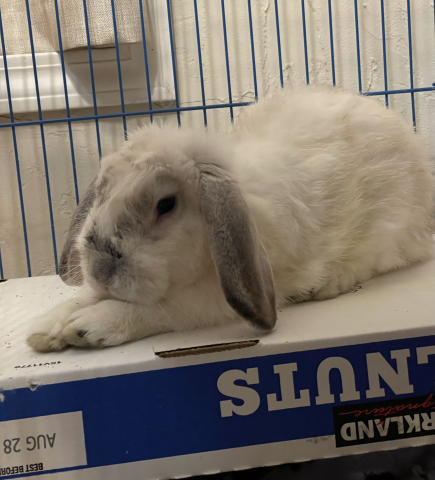 Rabbit Photo