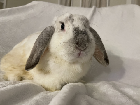 Gunther - Lop