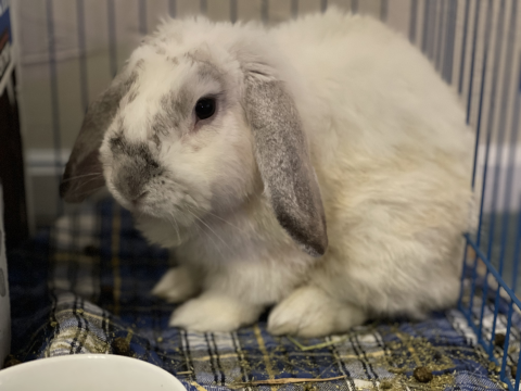 Rabbit Photo