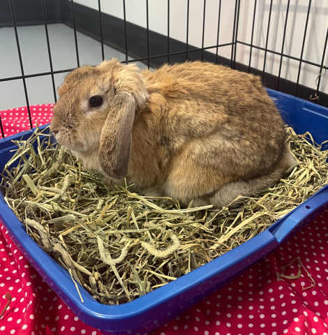 Artemis - Lop