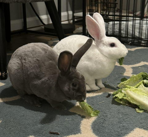 Edwin is available for adoption!