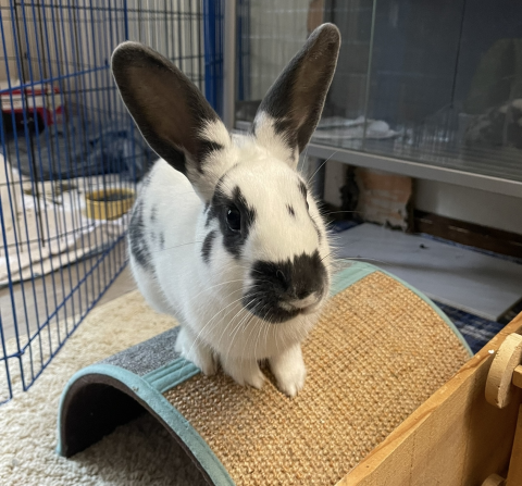 Rabbit Photo