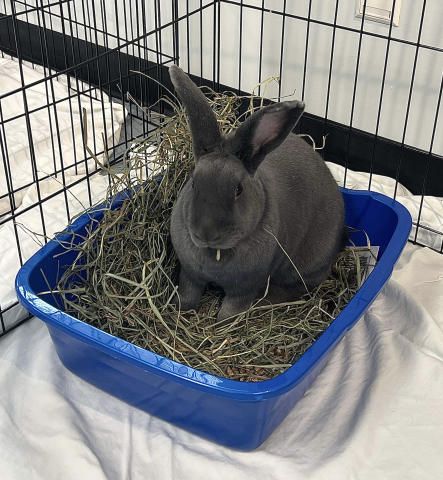 Rabbit Photo