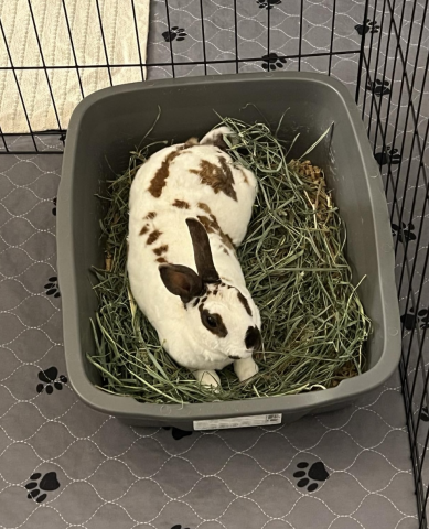 Rabbit Photo