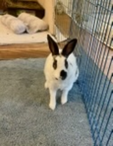 Rabbit Photo