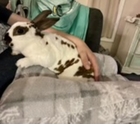 Rabbit Photo