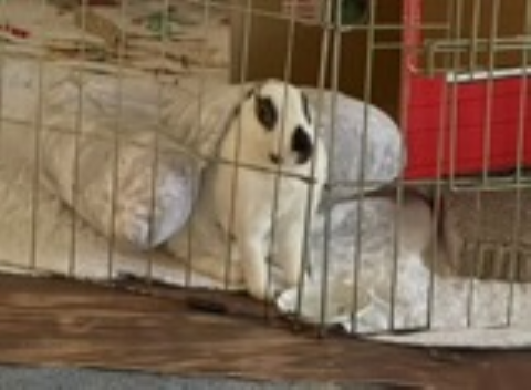 Rabbit Photo