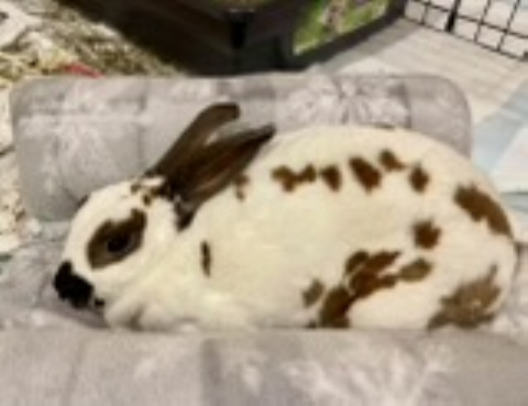 Rabbit Photo