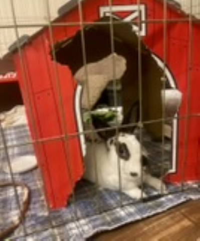 Rabbit Photo