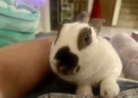 Rabbit Photo