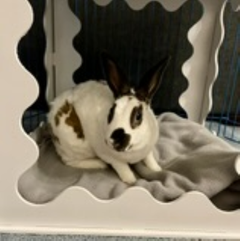 Rabbit Photo