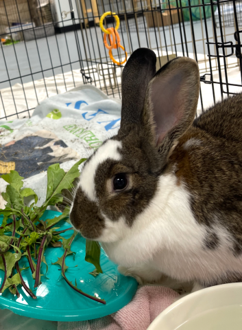 House rabbit society near me online