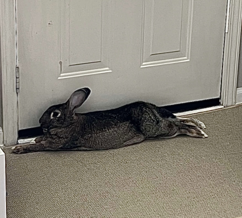 Rabbit Photo