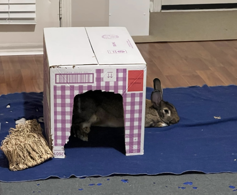 Rabbit Photo