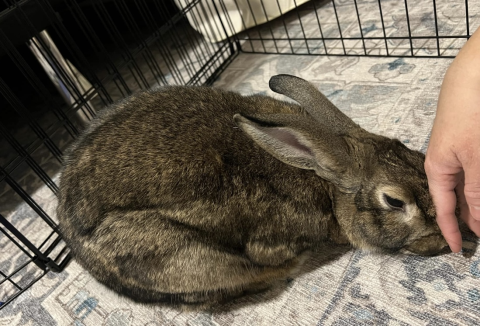 Rabbit Photo