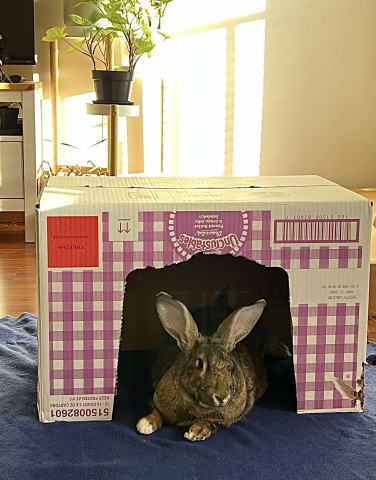 Rabbit Photo