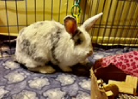 Rabbit Photo