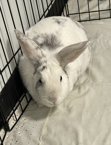 Rabbit Photo