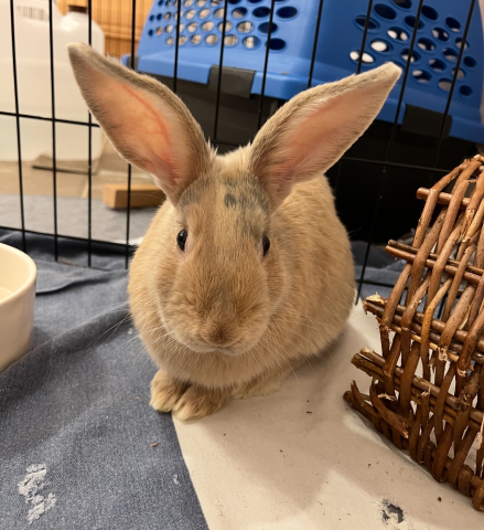 Rabbit Photo