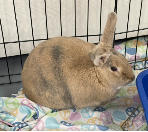 Rabbit Photo