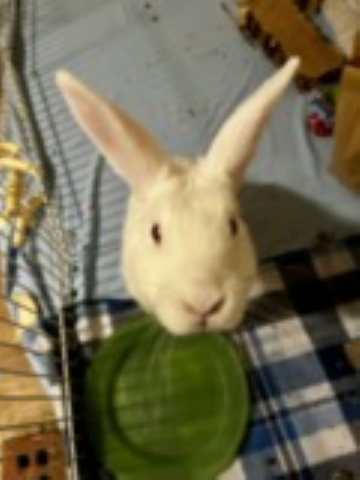 Rabbit Photo