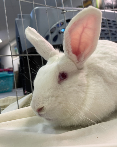 Rabbit Photo
