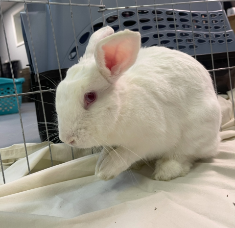 Rabbit Photo