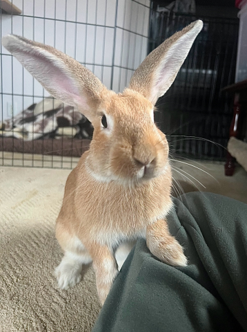 Henry - Mix
