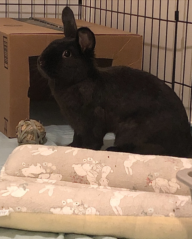 Rabbit Photo