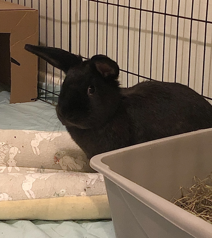 Rabbit Photo