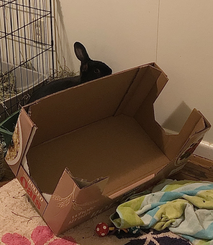 Rabbit Photo