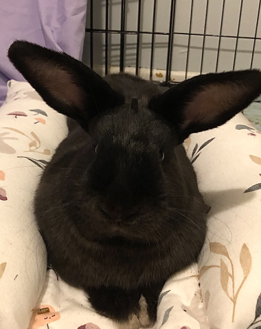 Rabbit Photo