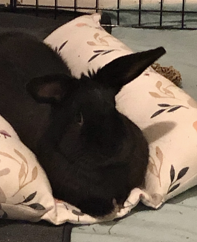 Rabbit Photo