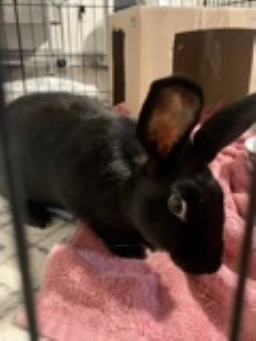 Rabbit Photo