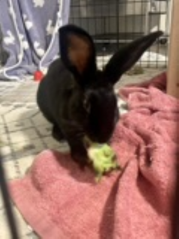 Rabbit Photo