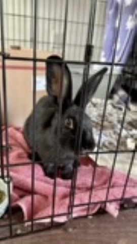 Rabbit Photo