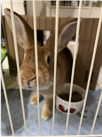 Rabbit Photo