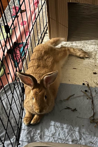 Rabbit Photo