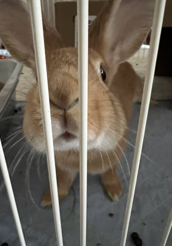 Rabbit Photo