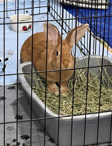 Rabbit Photo